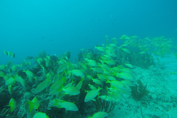 2 Tank Reef Dive in Mexico - Two Reef Spots in Puerto Morelos: timing that makes the day feel efficient