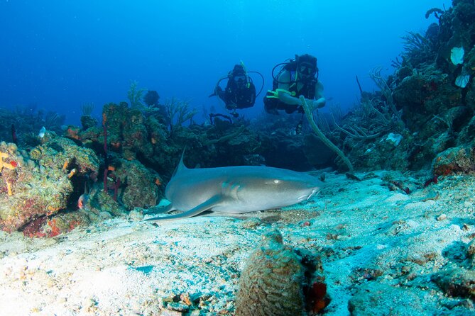 2-Tank Scuba Boat Trip in World-Class Sites @ Copamarina - Key Highlights You’ll Care About
