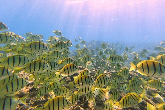 2 Tank Shore Dive at Sea Turtle Cove - Timing, Group Size, and the On-Schedule Flow