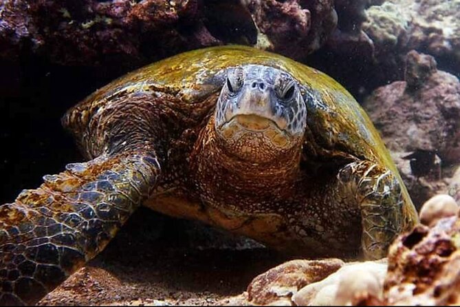 2 Tank Shore Dive at Sea Turtle Cove - Before You Book: Certification Proof, Timing Limits, and the Altitude Rule