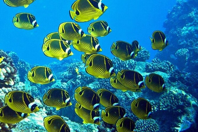 2 Tank Shore Dive at Sea Turtle Cove - Safety Briefing and Gear: Why This Trip Feels Manageable
