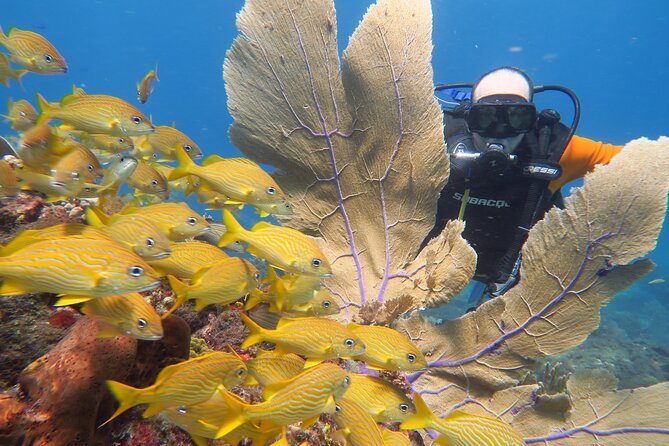 2 Tanks Dives Cancun Underwater Museum for Certified Divers - MUSA Underwater Museum at ~8 m / 27 ft: Why It Works as a First Site