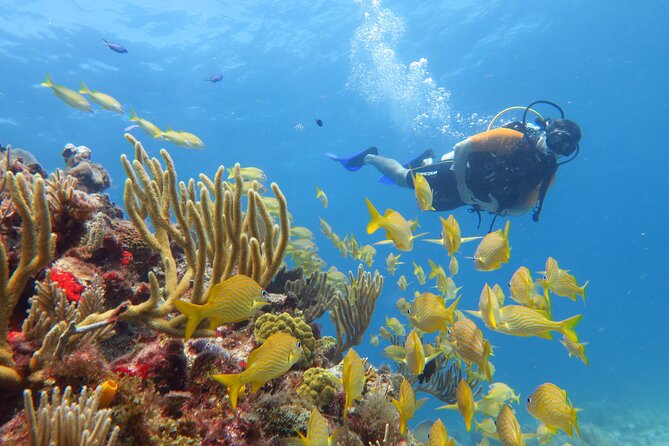 2 Tanks Dives Cancun Underwater Museum for Certified Divers - Manchones Reef Around ~10 m / 33 ft: Marine Life and Reef Skills