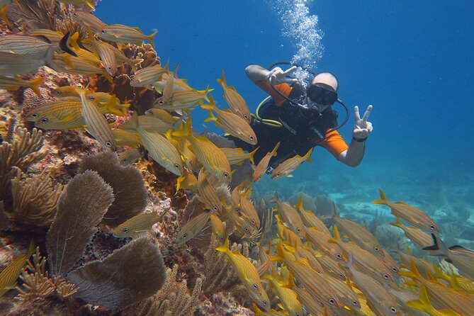 2 Tanks Dives Cancun Underwater Museum for Certified Divers - Price Check: Is $156 a Good Deal for Two Tanks?