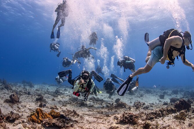 2 Tanks dives for Certified Divers in Cozumel - Key highlights worth caring about