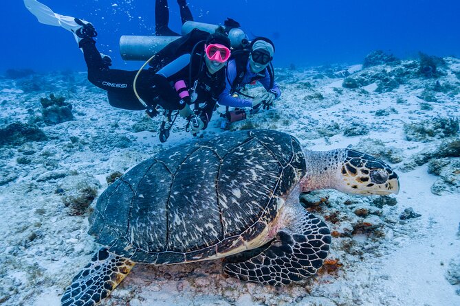 2 Tanks dives for Certified Divers in Cozumel - Getting on the water at Marina Fonatur (and why timing matters)