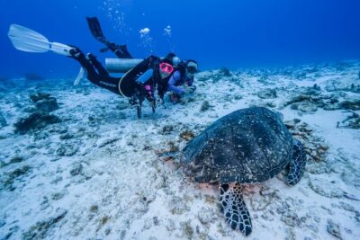 2 Tanks dives for Certified Divers in Cozumel - Palancar Reef: the stop that sets the hook