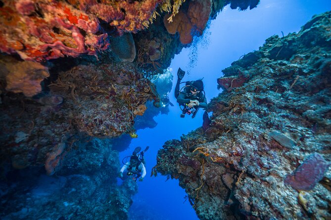 2 Tanks dives for Certified Divers in Cozumel - Marine life checklist: what you should expect to spot