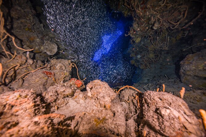 2 Tanks dives for Certified Divers in Cozumel - Who should book this 2-tank program