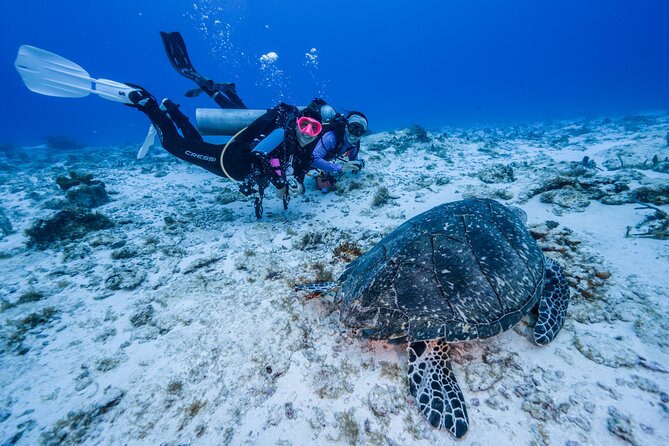 2 Tanks dives for Certified Divers in Cozumel - Palancar Reef: the stop that sets the hook