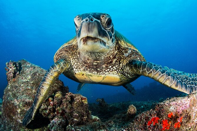 2 Tanks Scuba Dive Kaua'i from a Boat - Where Your Boat Day Starts at Kikiaola Small Boat Harbor