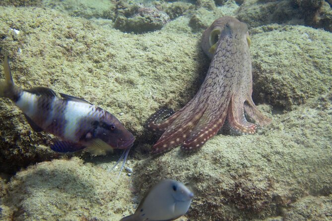 2 Tanks Scuba Dive Kaua'i from a Boat - The Southwest Coast: Expect Sea Turtles and Lots of Reef Life
