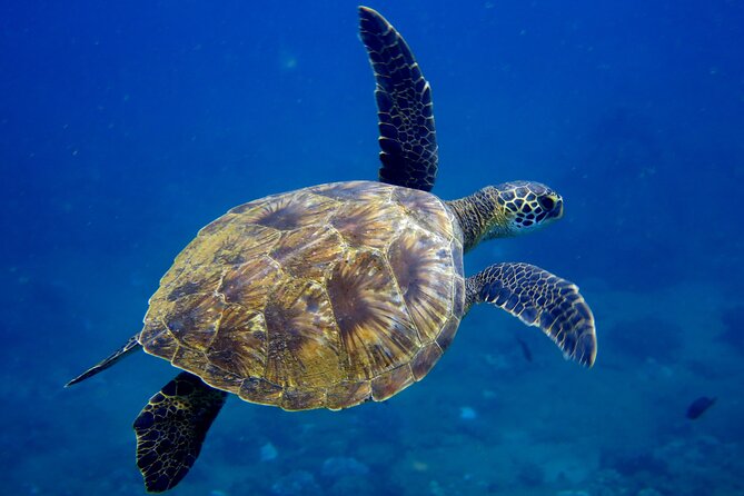 2 Tanks Scuba Dive Kaua'i from a Boat - Small-Group Vibe With Pros Running the Show