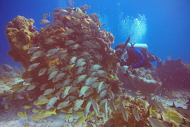 2 Tanks Scuba Diving in Punta Cancun Reefs for Certified Divers - Gear is handled for you: what’s included (and what that means for your day)