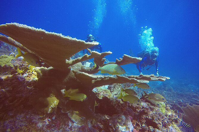 2 Tanks Scuba Diving in Punta Cancun Reefs for Certified Divers - Marin and Carolina’s guide style: small-group attention with real wildlife focus