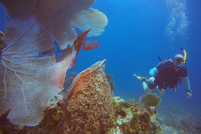 2 Tanks Scuba Diving Wreck and Reef in Cancun for Certified Divers - Shipwreck time at C-58 or C-55: what to expect and why it’s worth it