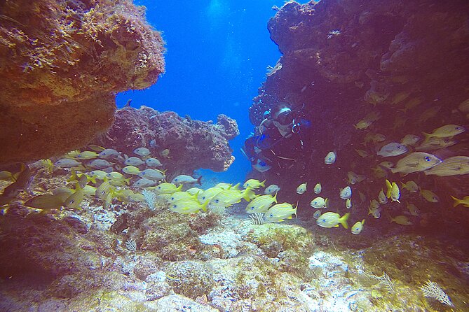 2 Tanks Scuba Diving Wreck and Reef in Cancun for Certified Divers - Reef time on a Cancun reef: chasing variety on purpose