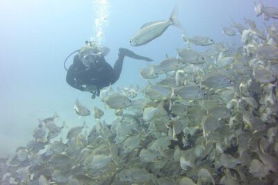 2x diving package, on request including refreshment - Where Your Day Starts: Ocean Trek Prep and Equipment Checks
