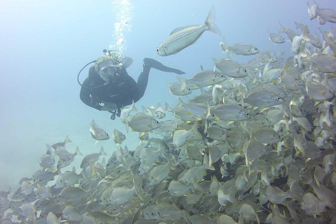 2x diving package, on request including refreshment - Where Your Day Starts: Ocean Trek Prep and Equipment Checks