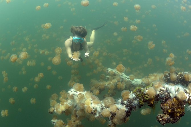 3 Day Dive Tour - Three Days in Koror: What the Schedule Really Feels Like