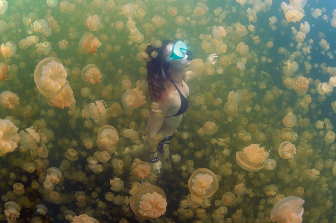 3 Day Dive Tour - The Jellyfish Lake Bonus: Budget It From Day One