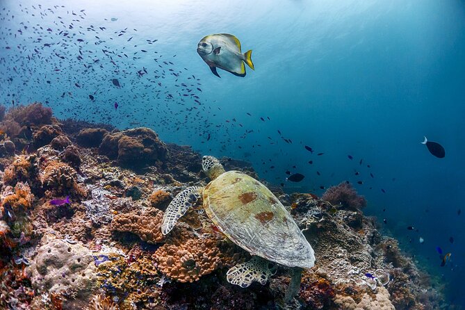 (3 Days) PADI Open Water Diver Course Kota Kinabalu - Price and value: what $437.93 is actually buying you