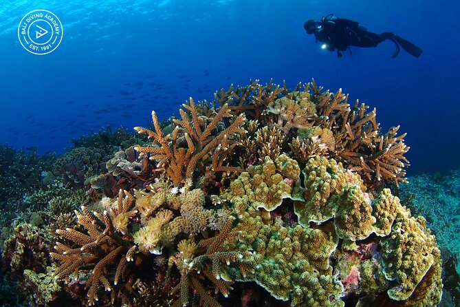 3 Epic Dives in Nusa Penida - Certified Divers' Day Trip - Who This Certified-Scuba Nusa Penida Day Trip Fits Best