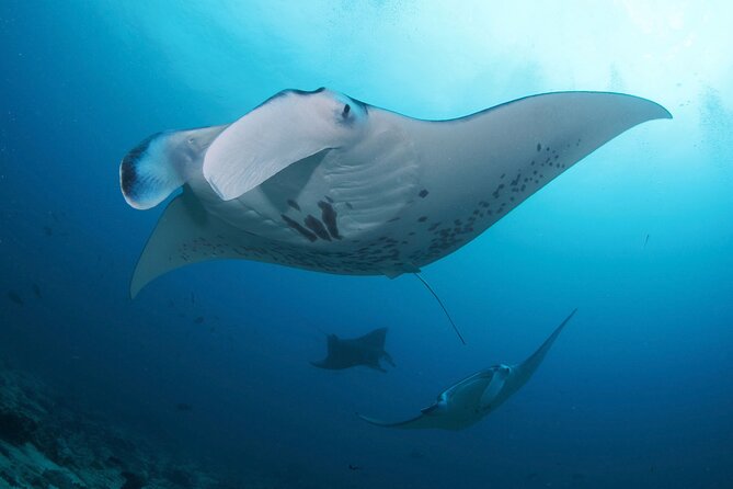3 Epic Dives in Nusa Penida - Certified Divers' Day Trip - From Kuta to Sanur: The Early Timing That Protects Your Water Time