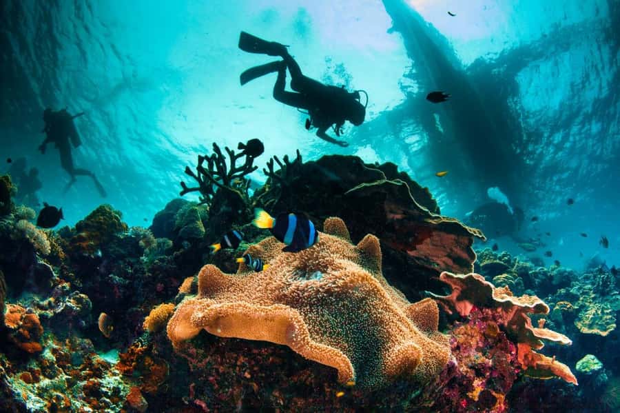 3 Fun Dives for Certified diver at Racha Yai/Noi - Middle of the day: lunch breaks and your second 50-minute session