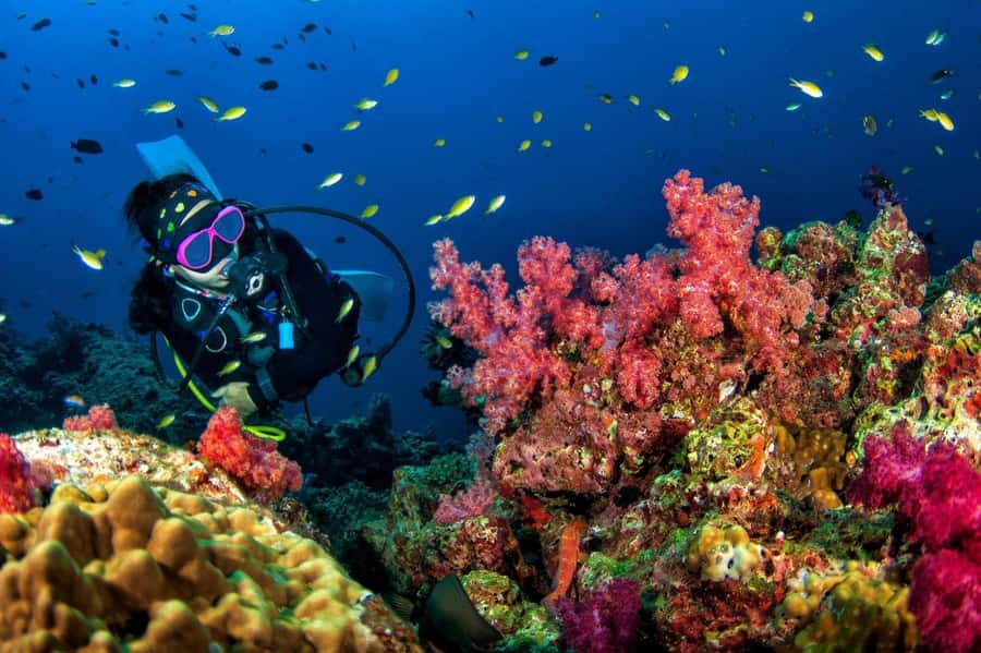 3 Fun Dives for Certified Diver Phi Phi islands &Shark Point - Key points worth your attention