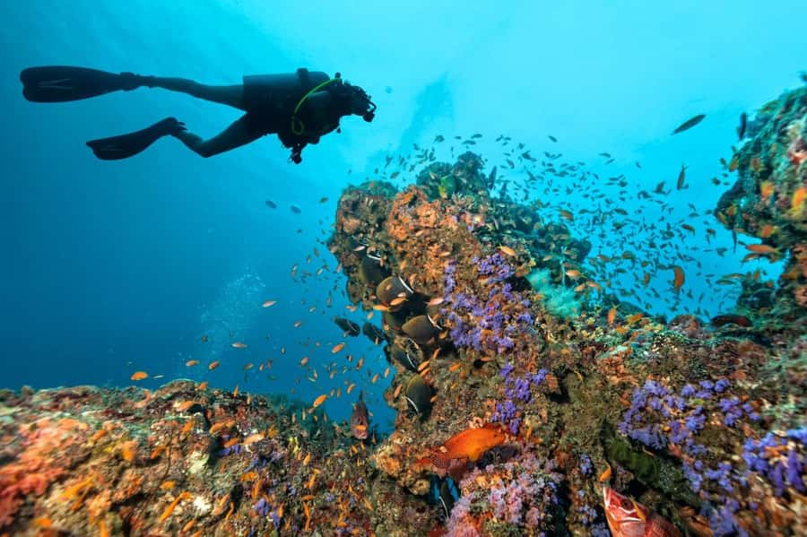 3 Fun Dives for Certified Diver Phi Phi islands &Shark Point - Phi Phi and Shark Point in one day: the vibe of this small-group plan