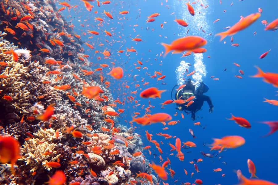 3 Fun Dives for Certified Diver Phi Phi islands &Shark Point - Two sessions around Phi Phi, plus a third at Shark Point, Anemone Reef, or Koh Dok Mai