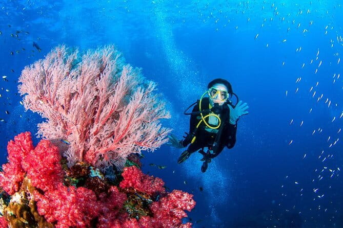 3 Fun Dives in Phi Phi islands for Certified Divers - The Third Site Choice: Shark Point or Koh Doc Mai