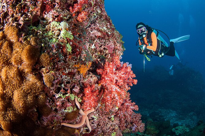 3 Fun Dives in Phi Phi islands for Certified Divers - In the Water: What “Certified Divers” Should Expect