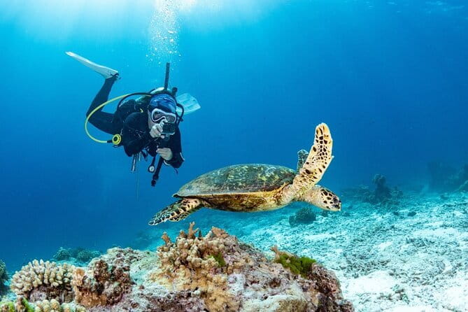 3 Fun Dives in Phi Phi islands for Certified Divers - Pickup and Getting Started: Chalong Pier at 7:00 am