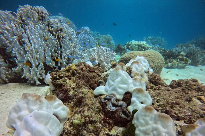 3 Fun Dives in Racha Yai and Racha Noi for Certified Divers - Meals and non-alcoholic drinks: included, and it makes a difference