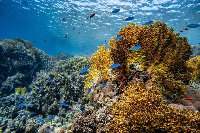 3 Fun Dives in Racha Yai and Racha Noi for Certified Divers - Transfers and logistics: how to keep the day from feeling hectic