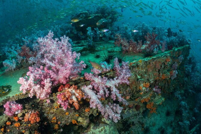 3 Fun Dives King Cruiser Wreck and Koh DokMai for Certified diver - Your Phuket Day Plan: Three Waterwork Stops, One Price