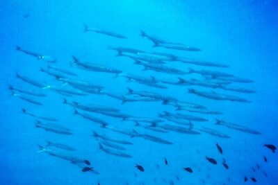 3-Hour Try Scuba Private Guided Sea Baptism from Palermo - The 3 hours from start to finish (what timing really means)