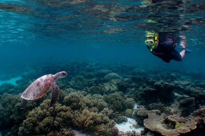 3 Night Ningaloo Reef Snorkel and Dive Getaway from Coral Bay - Key Highlights You Should Know