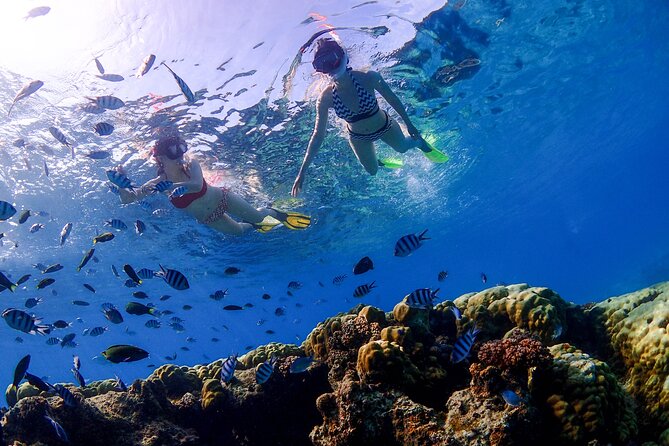 3 Semporna Islands Tour with Snorkel or Diving Experience - Semporna 3-island speedboat day: what the 8 hours actually feels like