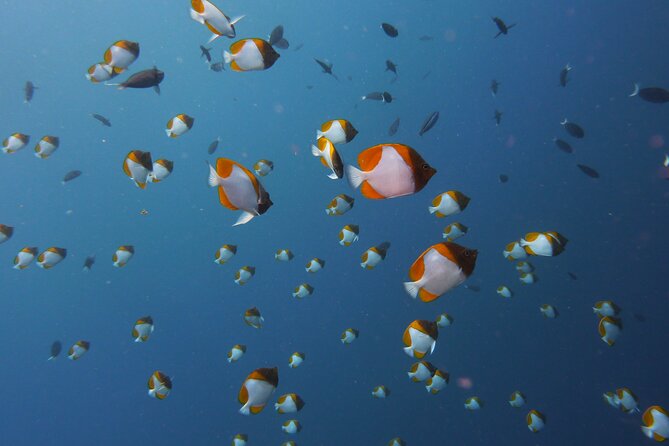 3 Semporna Islands Tour with Snorkel or Diving Experience - Mataking Island: lunch break in the middle of the reef day