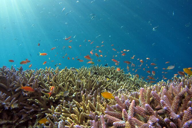 3 Semporna Islands Tour with Snorkel or Diving Experience - Pandanan Bay at Arcadia Beach Resort: coral reef surroundings and extra conservation fees