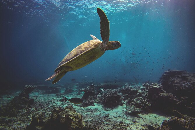 3 Semporna Islands Tour with Snorkel or Diving Experience - Value check: is $55.21 a fair price for three islands?