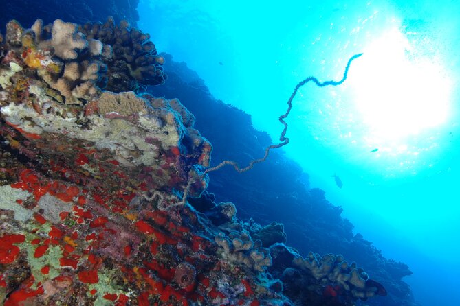 3-Tank Dive Featuring the Molokini Crater - Kīhei Morning Start and What the 6:15am Launch Means