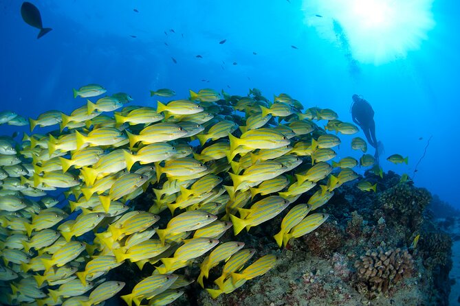 3-Tank Dive Featuring the Molokini Crater - Gear Details and the Paperwork That Keeps You on the Boat
