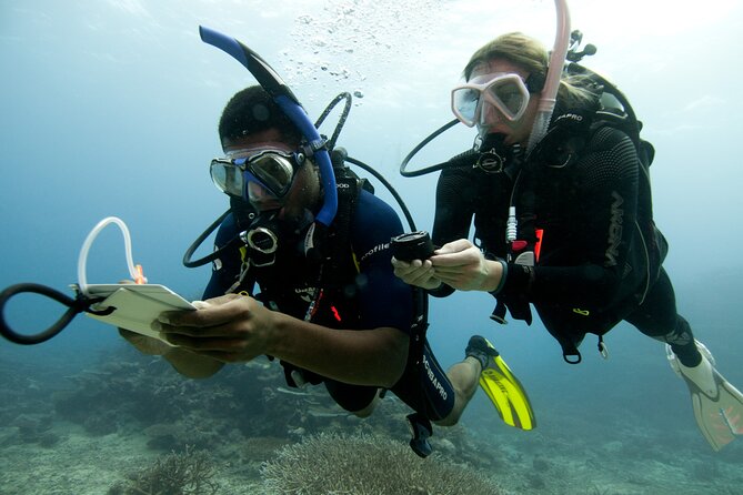4 Day Certified PADI Open Water Scuba Diver in Dubai - What you might see underwater near Dubai (and why it’s worth it)