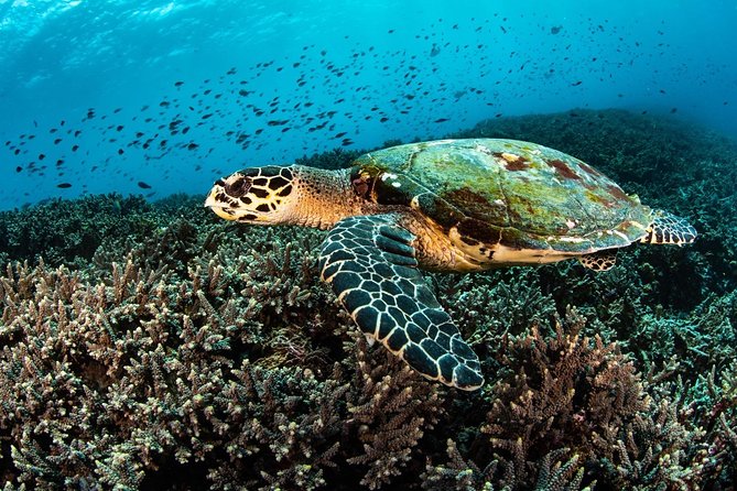 5 Fun Dives in Nusa Lembongan (for certified divers) - Swim with a Mola Mola - The training vibe: safety-first, relaxed, and good at spotting