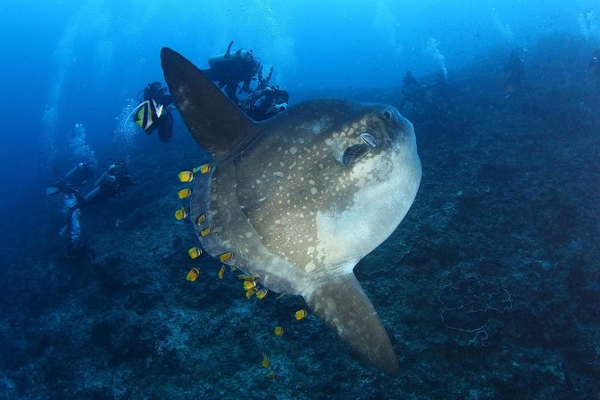 5 Fun Dives in Nusa Lembongan (for certified divers) - Swim with a Mola Mola - Group size, timing, and how long it lasts