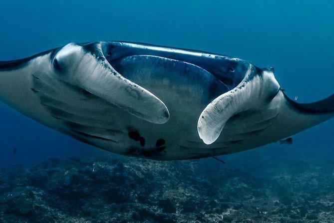 5 Fun Dives in Nusa Lembongan (for certified divers) - Swim with a Mola Mola - Should you book? Here’s who it fits best